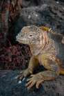 Yellow iguanas are found on six islands in the Galapagos. Color varies slightly by island. Art Print